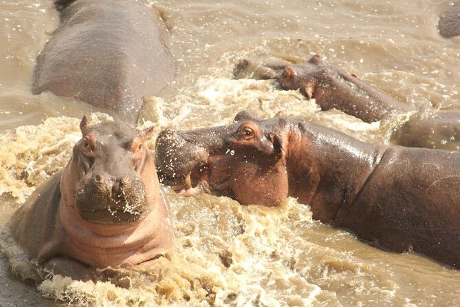 3 Day Safari from Arusha: Serengeti and Ngorongoro - Why this short safari works