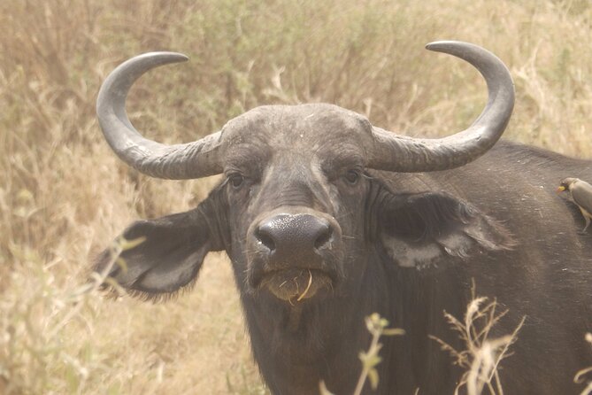 3 Day Safari from Arusha: Serengeti and Ngorongoro - Day 3: Into Ngorongoro Crater