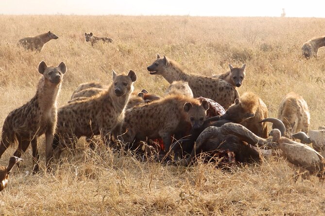 3 Day Safari from Arusha: Serengeti and Ngorongoro - Food, water, and daily comfort
