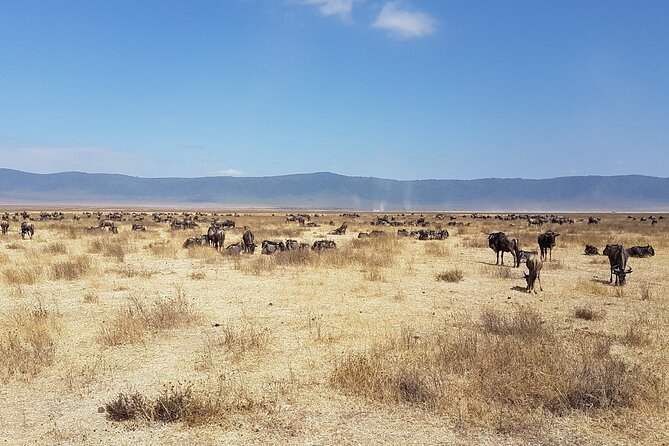 3 Day Safari from Arusha: Serengeti and Ngorongoro - Timing, pickup, and planning details