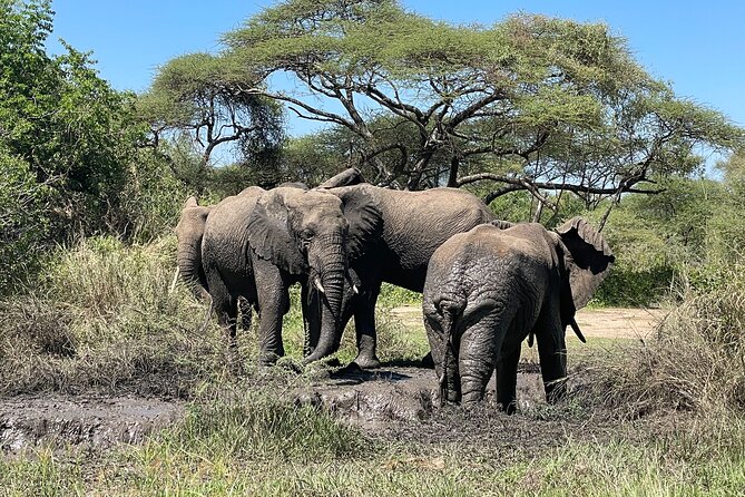 3-Day Tarangire, Ngorongoro and Lake Manyara Camping Safari - Day three: Lake Manyara’s forest and birdlife