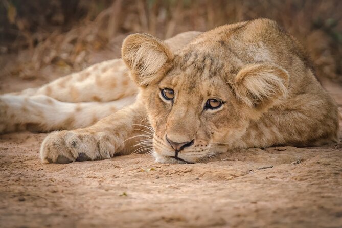 3-Day Ultimate Big Five Safari - Murchison Falls & Rhinos - Why this short Uganda safari works