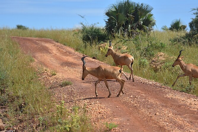 3-Day Ultimate Big Five Safari - Murchison Falls & Rhinos - Day 3: One more wildlife chance, then Kampala