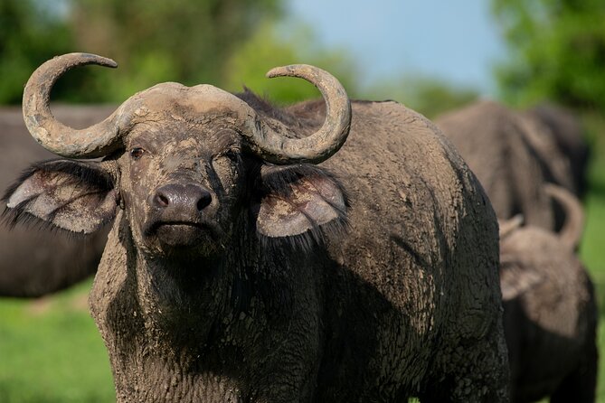 3-Day Ultimate Big Five Safari - Murchison Falls & Rhinos - What the included price really covers