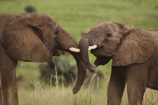 3-Day Ultimate Big Five Safari - Murchison Falls & Rhinos - How the group format affects the experience