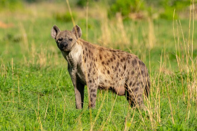 3-Day Ultimate Big Five Safari - Murchison Falls & Rhinos - Who should book this Murchison Falls trip?