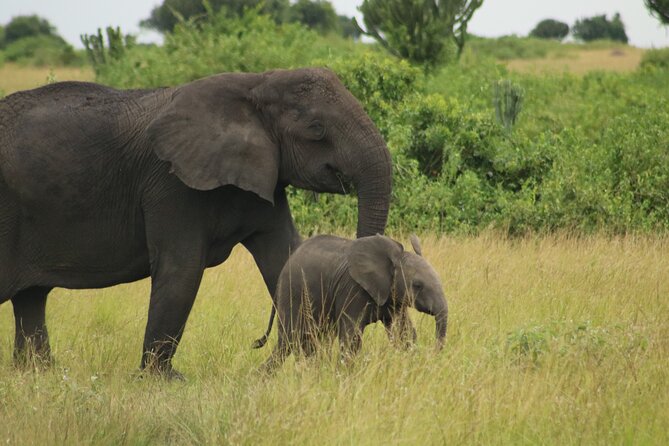 3-Day Ultimate Big Five Safari - Murchison Falls & Rhinos - Should you book the 3-Day Ultimate Big Five Safari?