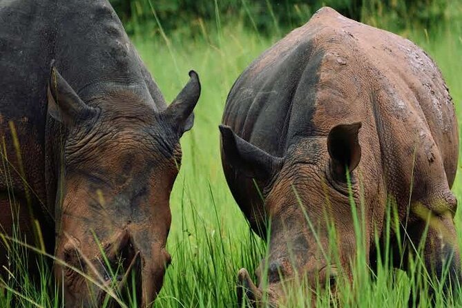 3-Day Ultimate Big Five Safari - Murchison Falls & Rhinos - Day 1: From Kampala to rhinos and Murchison Falls