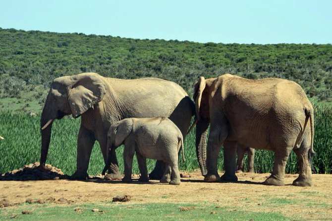 3 Day Wildlife Safari Tour - Garden Route Small Group Tour from Cape Town - Is the $427.12 price good value?