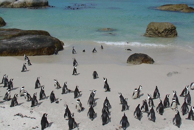 3 Day Wildlife Safari Tour - Garden Route Small Group Tour from Cape Town - Should you book this Garden Route safari?