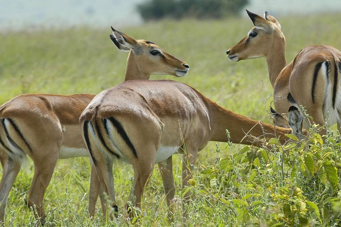 3 Days 2 Nights Group Joining Serengeti and Ngorogoro Safari - Key points to know before you book