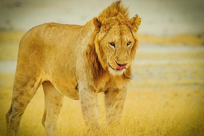 3 Days 2 Nights Group Joining Serengeti and Ngorogoro Safari - What three days in the Serengeti really gives you