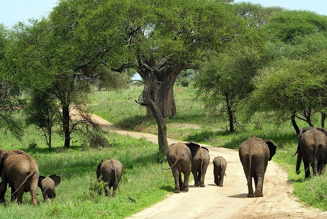 3 Days 2 Nights Group Joining Serengeti and Ngorogoro Safari - Sunrise wildlife and the long return through the park