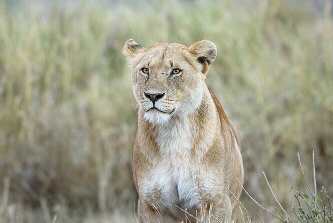 3 Days 2 Nights Group Joining Serengeti and Ngorogoro Safari - Ngorongoro Crater, the trip’s strongest day