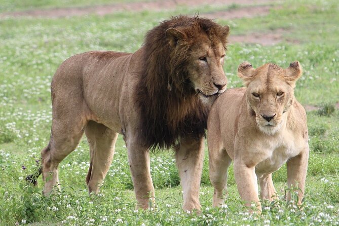 3 Days 2 Nights Group Joining Serengeti and Ngorogoro Safari - The early road from Arusha to Serengeti