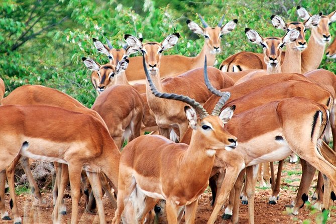 3 Days, 2 Nights Safari - Amboseli National Park and Tsavo West Adventure Safari - Observation Hill and the only walk in the park