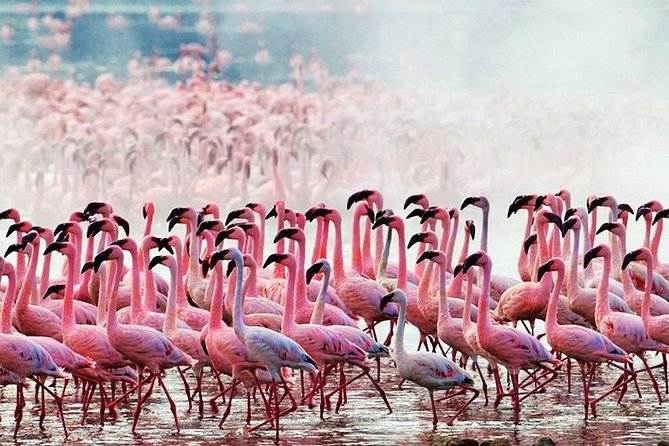3 Days, 2 Nights Safari - Amboseli National Park and Tsavo West Adventure Safari - The guide can shape the whole safari