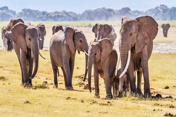 3 Days, 2 Nights Safari - Amboseli National Park and Tsavo West Adventure Safari - Who should book this three-day route?