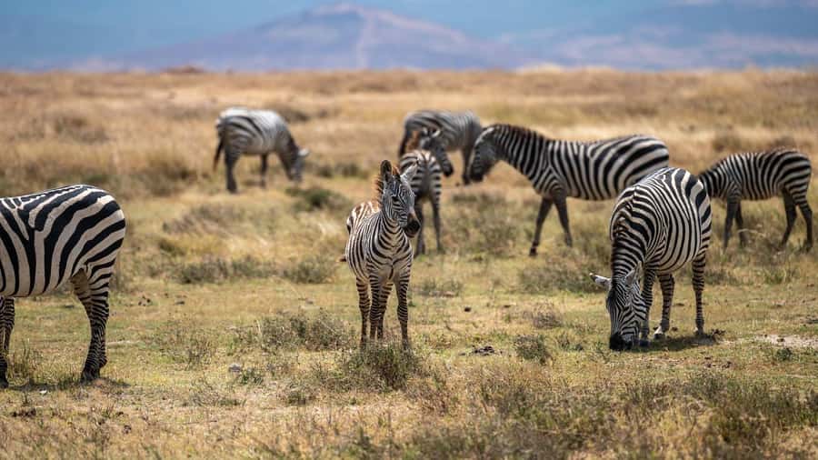 3 DAYS, 2 NIGHTS SAFARI FROM ZANZIBAR TO MIKUMI BY FERRY. - Why the Zanzibar to Mikumi route is worth considering