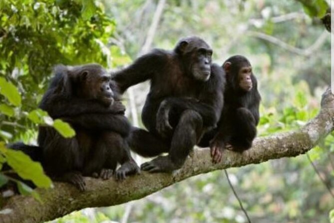 3 Days gorilla trekking Safari tour in Uganda - Why the guides matter on this route