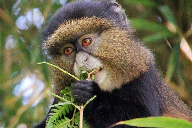 3 Days gorilla trekking Safari tour in Uganda - Lake Bunyonyi and the Batwa visit
