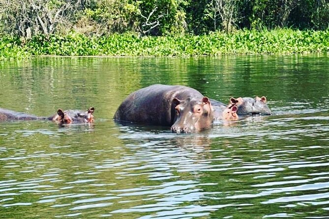 3 Days gorilla trekking Safari tour in Uganda - Day 3: return to Entebbe and the equator stop