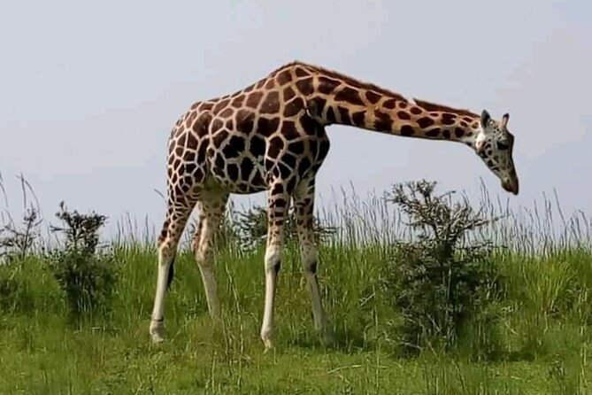 3 Days gorilla trekking Safari tour in Uganda - Who should book this three-day safari?