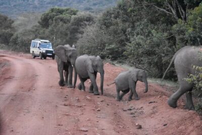 3 days group joining safari to Maasai Mara with a Land Cruiser Jeep