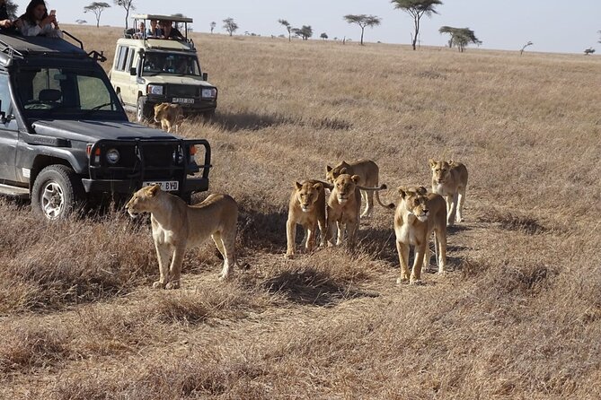 3 days group joining safari to Maasai Mara with a Land Cruiser Jeep - Day two: the best use of your time