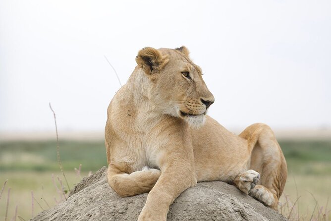 3 Days Group Safari Serengeti & Ngorongoro - Day three: The Ngorongoro Crater game drive
