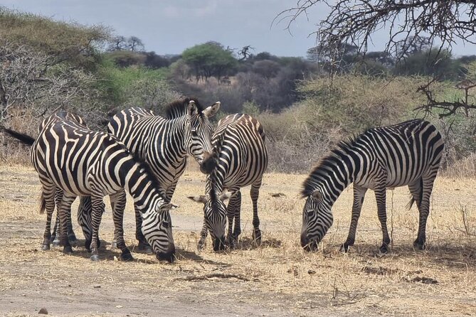 3 Days Group Safari Serengeti & Ngorongoro - Wildlife: What you may see and what you should not expect