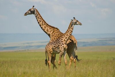 3 Days Masai Mara Group Joining