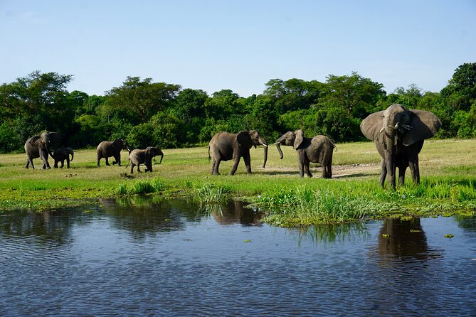 3 Days Murchison Falls Adventure Wildlife Safari Uganda Tour - Why Murchison Falls makes a strong three-day safari