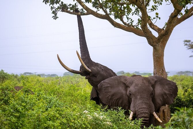 3 Days Murchison Falls Adventure Wildlife Safari Uganda Tour - The Nile boat cruise and the view from below the falls