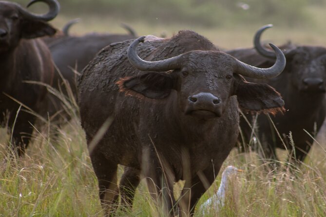 3 Days Murchison Falls Adventure Wildlife Safari Uganda Tour - Day 3: Returning through Kampala to Entebbe