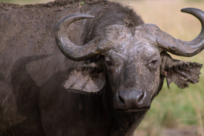 3 Days Murchison Falls Adventure Wildlife Safari Uganda Tour - Is $1,300 per person fair value?