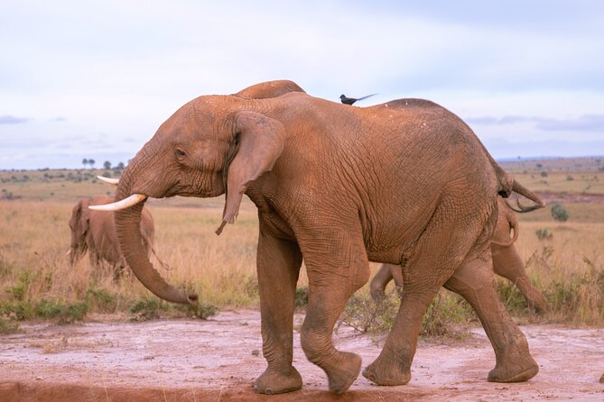 3 Days Murchison Falls Adventure Wildlife Safari Uganda Tour - Who should book this safari?