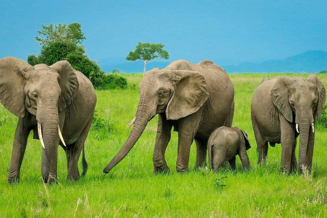 3 Days Safari at Mikumi National Park Southern circuit of Tanzania - Why Mikumi works well from Dar es Salaam