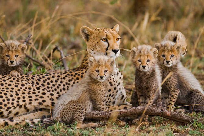 3 Days Safari Serengeti & Ngorongoro Crater - Day 2: Early wildlife viewing in the Seronera area