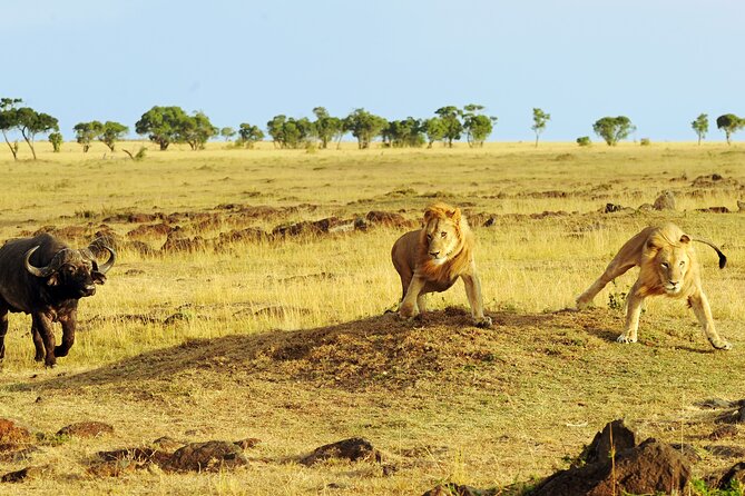 3 Days Safari Serengeti & Ngorongoro Crater - What the camping setup really means