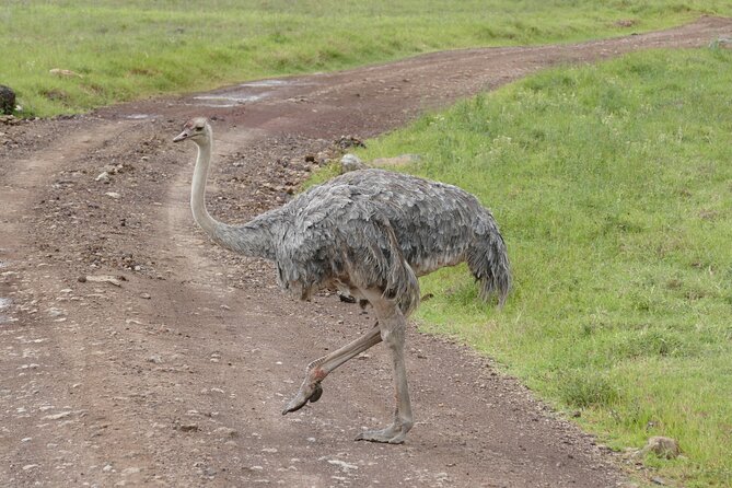 3 Days Safari Serengeti & Ngorongoro Crater - Why the small group size matters
