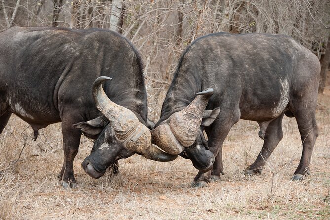 3 Days Safari Serengeti & Ngorongoro Crater - The guide can shape the whole experience