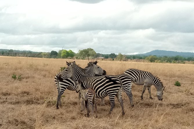 3 Days Safari to Mikumi NP - Accommodation Inside the Park - Key points before you book