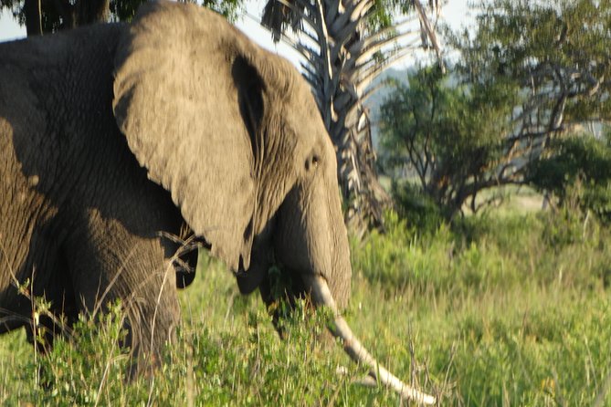 3 Days Safari to Mikumi NP - Accommodation Inside the Park - Day one: Morogoro lunch and a sunset game drive