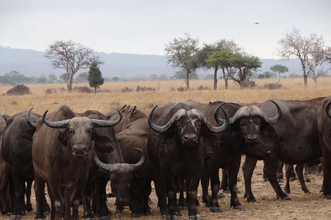 3 Days Safari to Mikumi NP - Accommodation Inside the Park - What the $825 price really covers