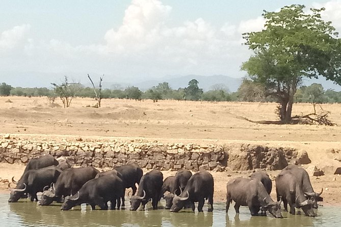 3 Days Safari to Mikumi NP - Accommodation Inside the Park - Practical details that affect your decision