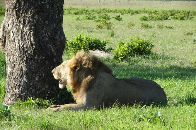 3 Days Safari to Mikumi NP - Accommodation Inside the Park - Day two: ten hours around the Mkata Floodplain