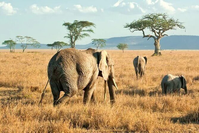 3 Days Safari to Serengeti National Park & Ngorongoro Crater in Tanzania - Who should book it?