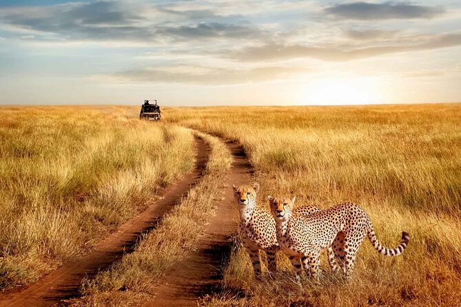 3 Days Safari to Serengeti National Park & Ngorongoro Crater in Tanzania - Day 2: Early wildlife, Olduvai Gorge, and the road to Ngorongoro