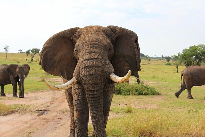 3 Days Serengati and Ngorongoro crate group tour and safari - Is $850 good value?